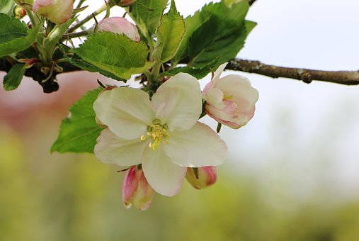 Blomstre, Æbletræ, Træ