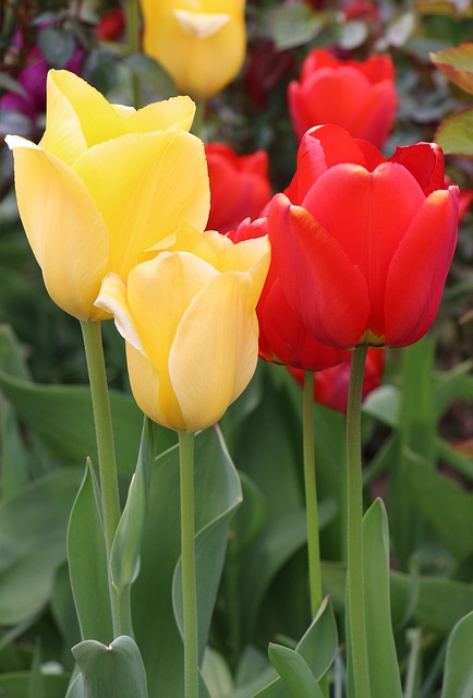 Tulipaner, Blomst, Gul, Rød, Have