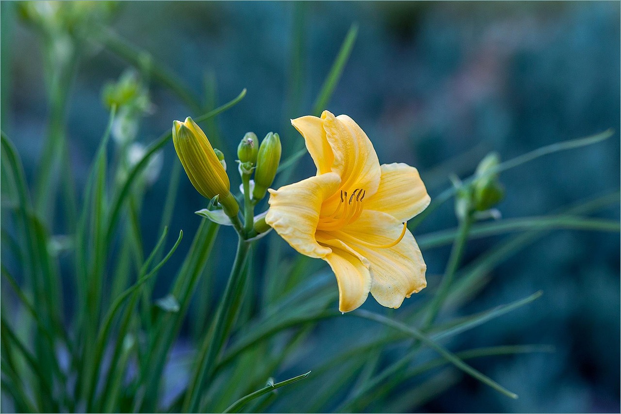 超过 10000 张关于“黄花菜”和“自然”的免费图片 - Pixabay