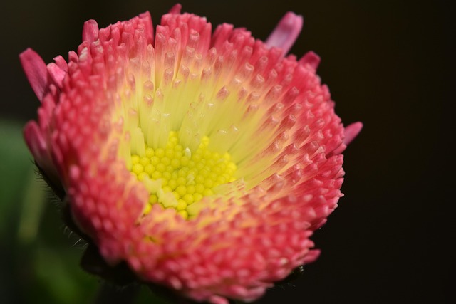 Free Flower Spring photo and picture