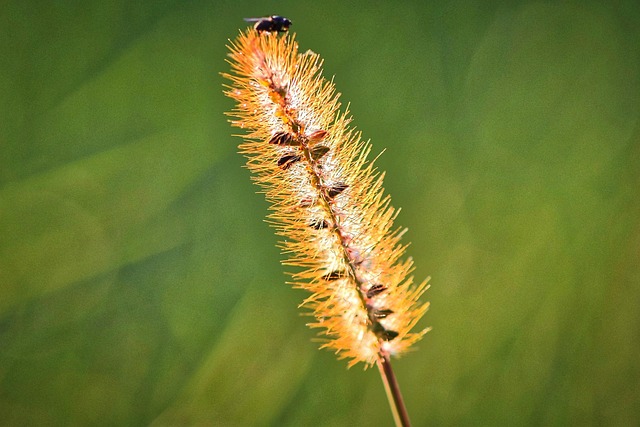 Free Fall Grass photo and picture
