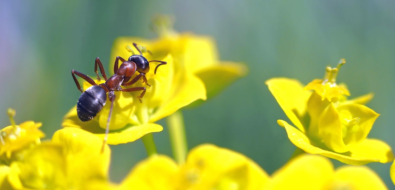 蚂蚁森林发现动物 ant-on-morning-game-drive-1373900_1280.jpg