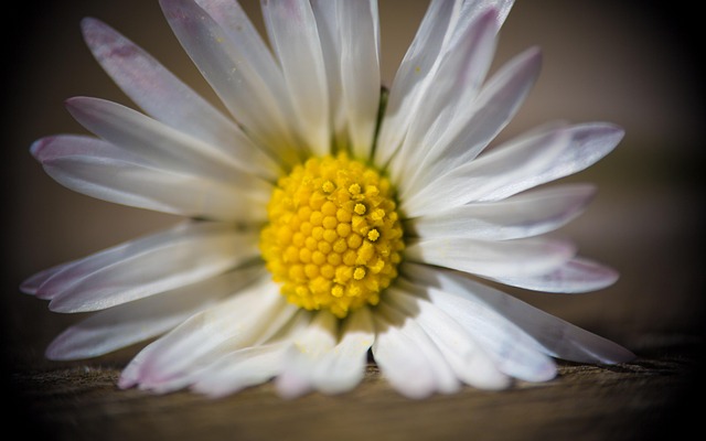 Bloem, Madeliefje, Close-Up