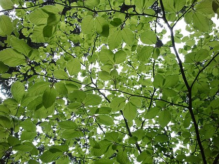 Free Beech Leaves photo and picture