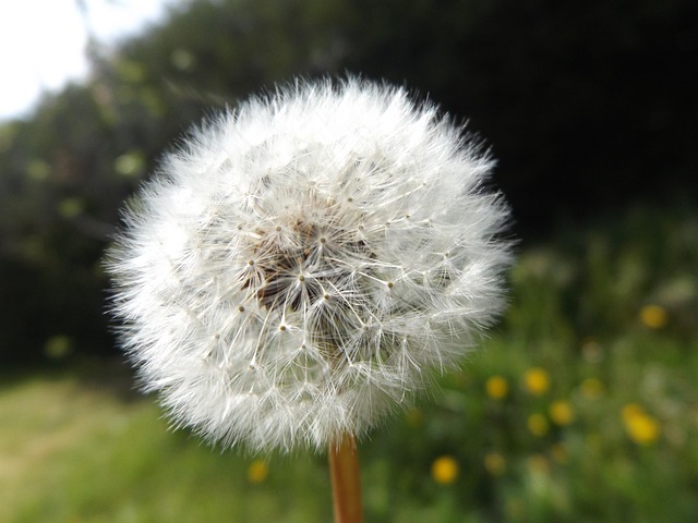 Free Dandelion Flowers photo and picture