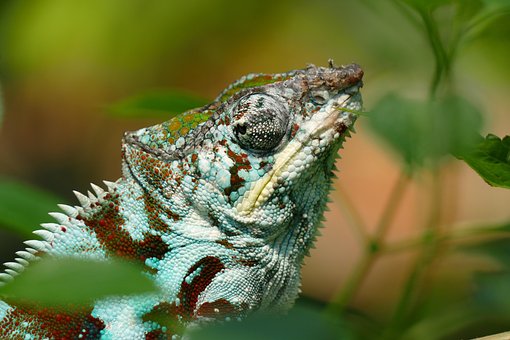 Free Chameleon Reptile photo and picture