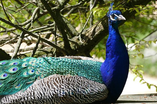 Free Peacock Male photo and picture