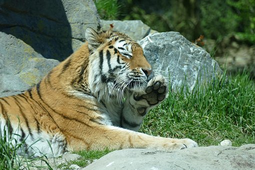 Free Tiger Amurtiger photo and picture