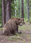bear, adult, old