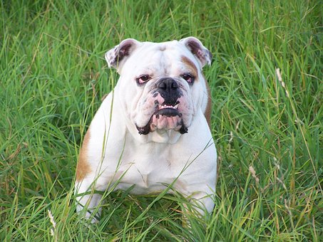 9以上の無料雑種犬 犬画像