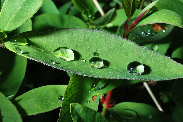 Free Drops A Drop Of photo and picture
