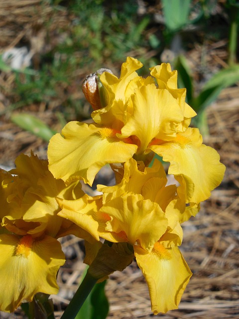 Iris, Blume, Natur, Pflanze, Feder