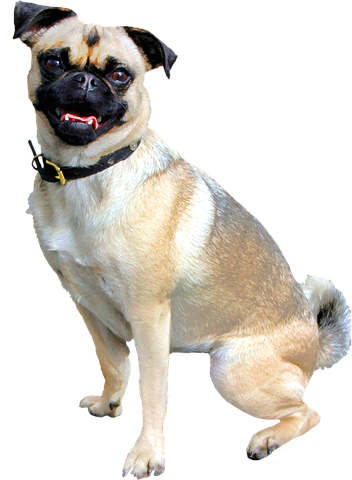 犬種パグ 動物に関する4以上の無料イラスト