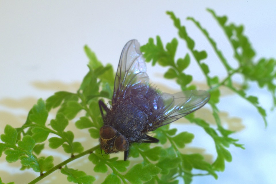 Mucha Insect Closeup - Free photo on Pixabay - Pixabay
