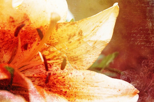 Free lily flower effect illustration