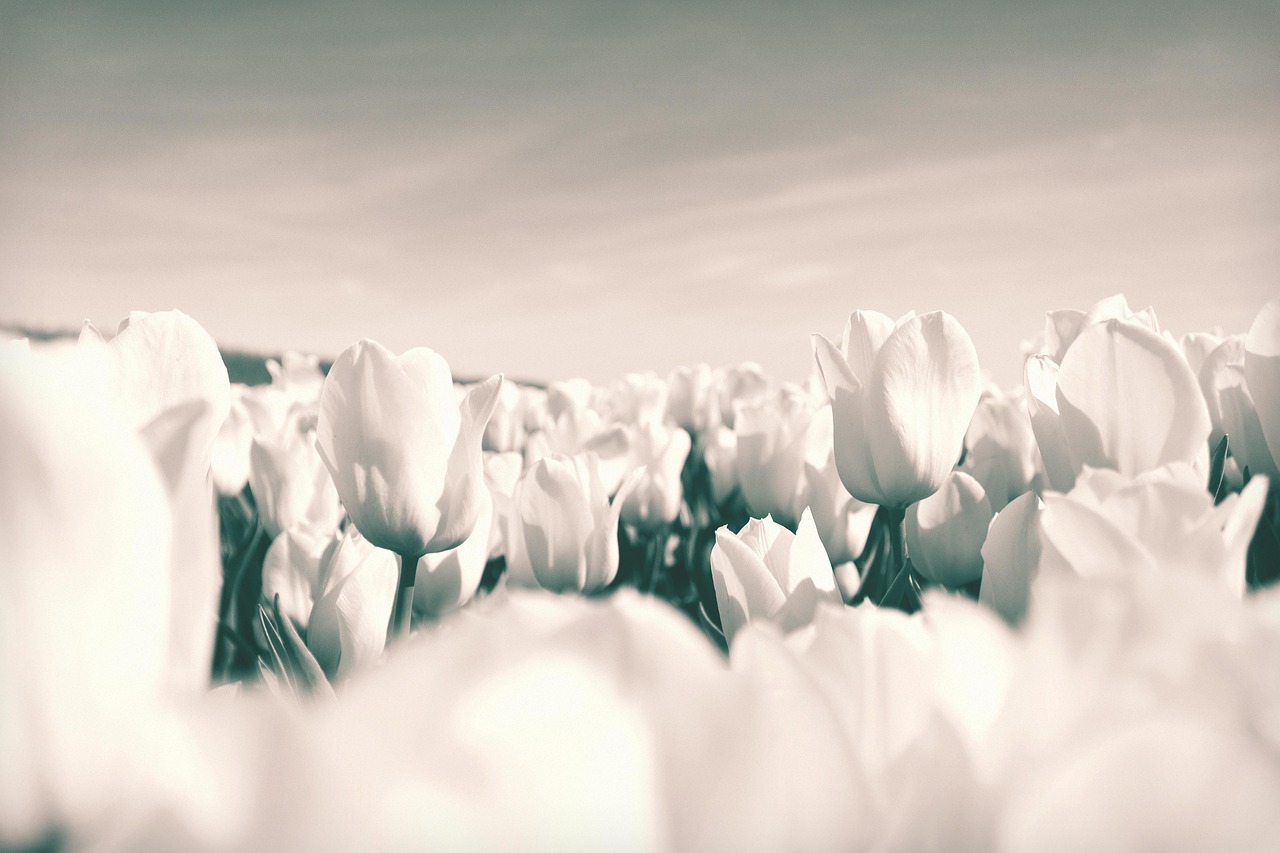 Tulips - free online jigsaw puzzle photo