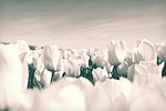 tulips, netherlands, flowers