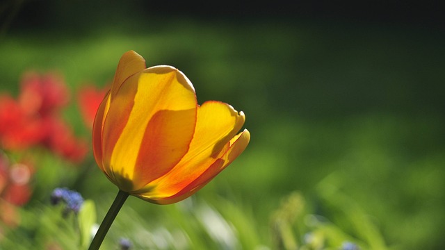 Free Tulip Yellow photo and picture