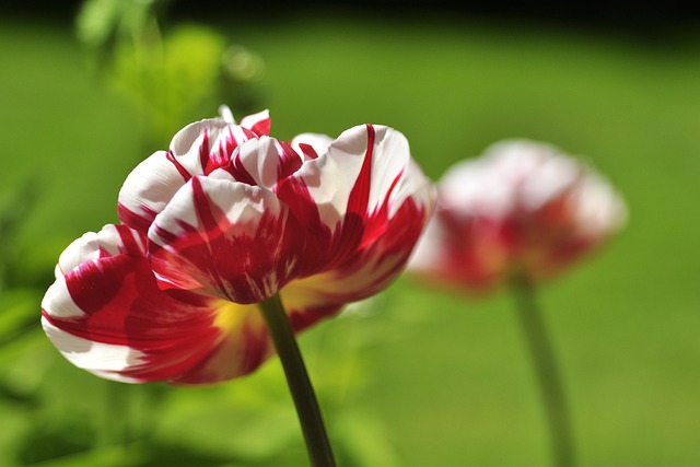 Free Tulip White photo and picture