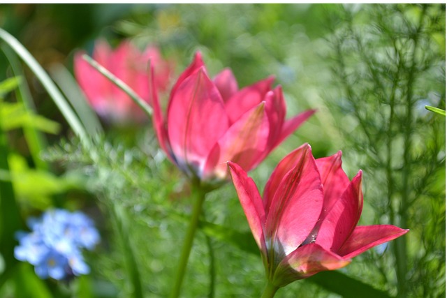 Free Tulipa Humilis Flower Background photo and picture