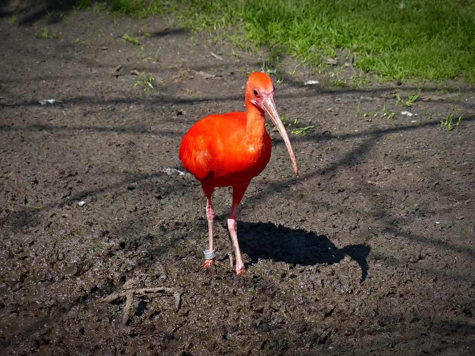 roter sichler ibis langer schnabel kostenloses foto auf pixabay