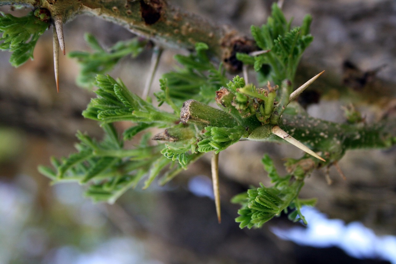 刺 树 树叶 - Pixabay上的免费照片