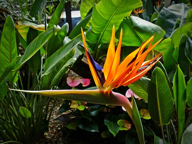 Flor Ave Del Paraiso