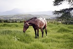 horse, grass, nature