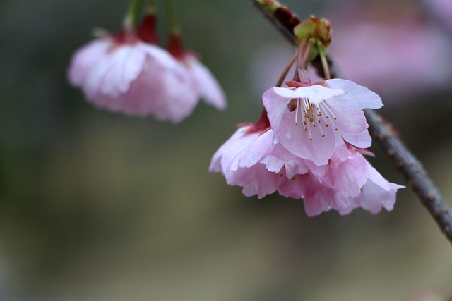 Free Cherry Blossom Spring photo and picture