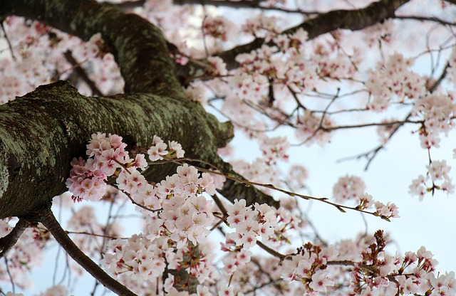 Free Cherry Blossom Flowers photo and picture