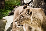 leo, zoo, nature