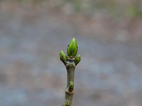 Водил, Филиал, Зеленый, Природа, Ветвь