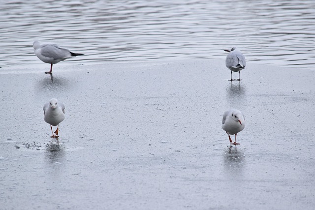 Free Seagulls Winter photo and picture