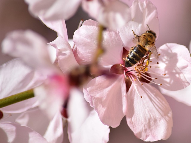 Free Bee Beautiful Flowers photo and picture