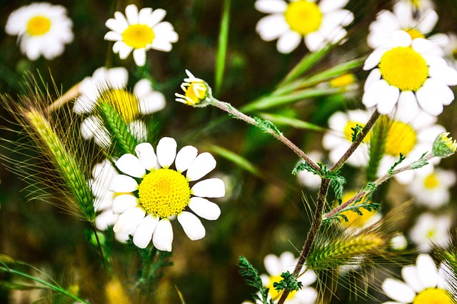 Weiße Gänseblümchen, Wild, Feld