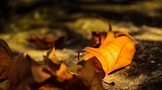 Blätter, Goldener Herbst, Pappel
