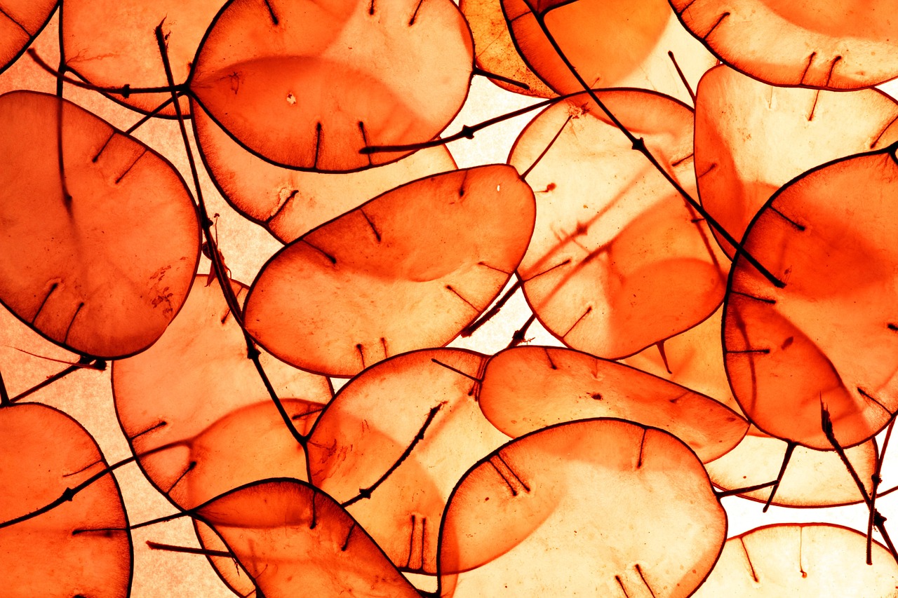 Orange - free online jigsaw puzzle photo
