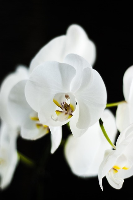 Orchidej, Květinové Pozadí