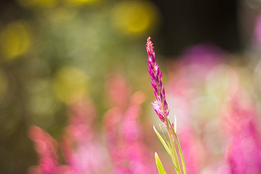 Flowers, Red, Light, Refreshing, Bright