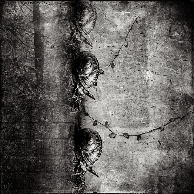 Free snails wall walk illustration