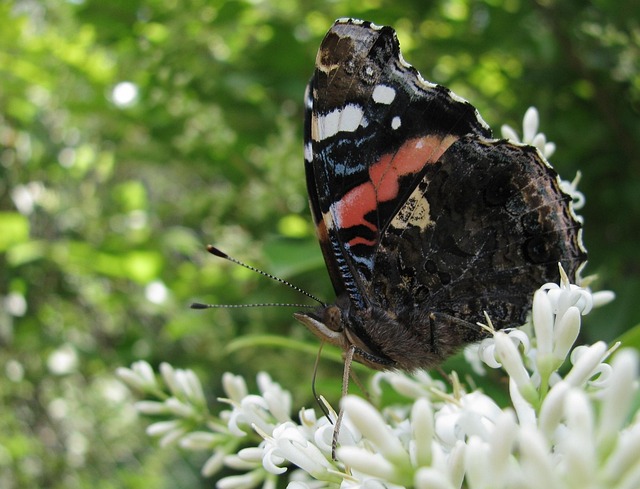 Schmetterling, Sommer, Blumen, Natur