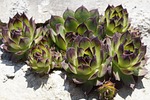 succulents, structure, texture