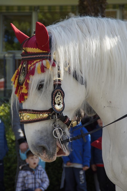 Free Horse Decorated photo and picture