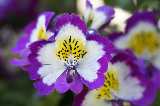 Bauernorchidee, Zierblume, Zierpflanze