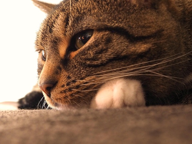 Free Cat Mackerel photo and picture