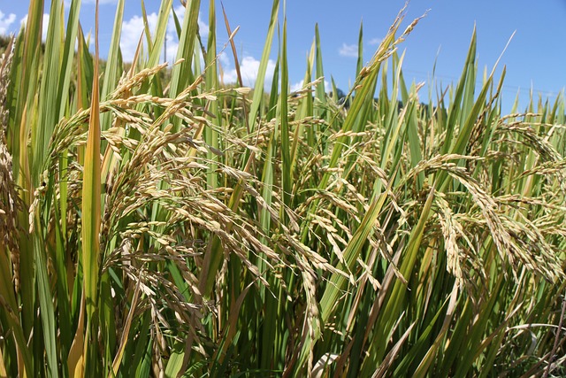 Free Rice Paddies Ch photo and picture