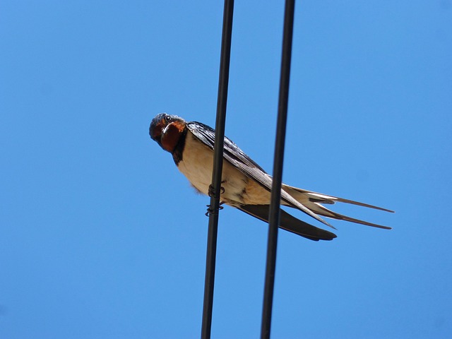 swallow, cables, scan, observe, orenet, swallow, swallow, swallow, swallow, swallow