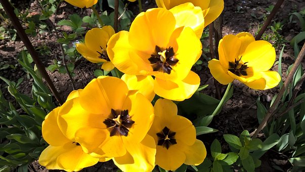 Tulipaner, Forår, Gul, Blomster