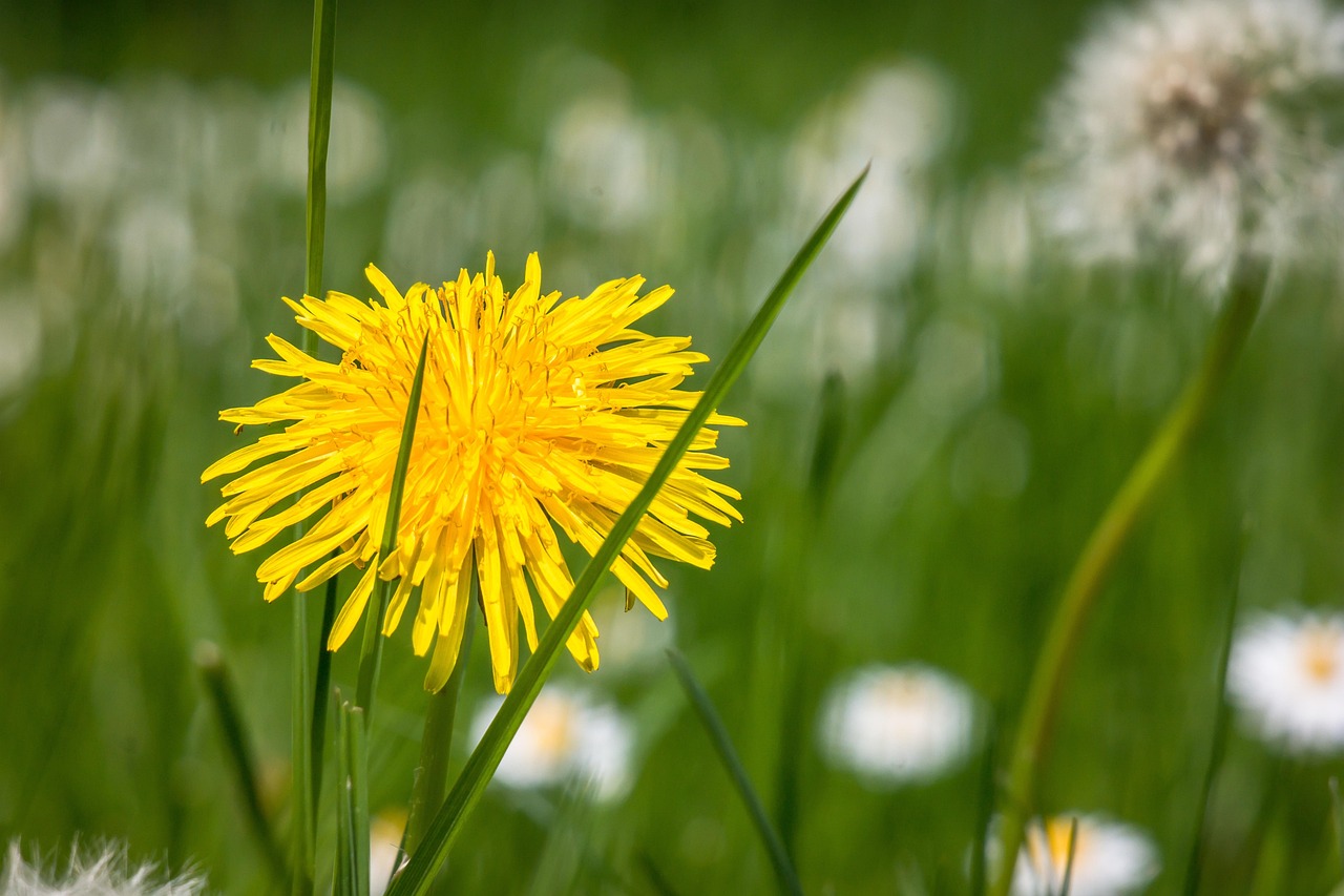 Dandelion - free online jigsaw puzzle photo