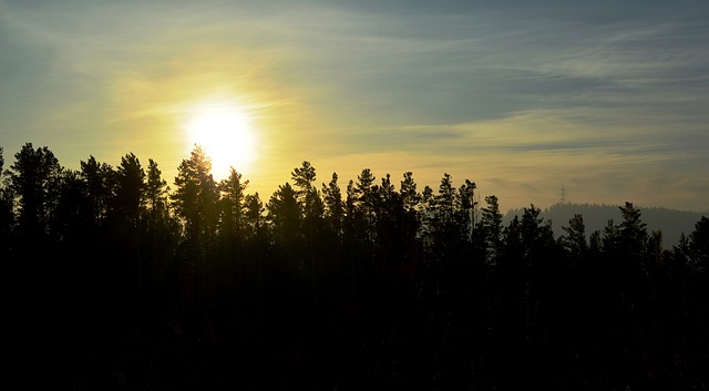 Free Sunset Forest photo and picture